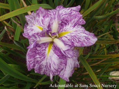 the JI iris ACK-COUNTABLE