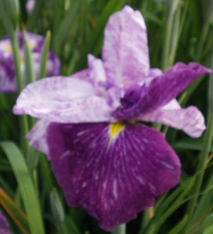  the JI iris ACK-COUNTABLE Mutation
