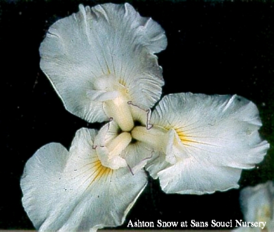  Picture of the JI iris ASHTON SNOW