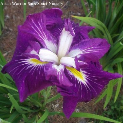 Picture of the JI iris ASIAN WARRIOR