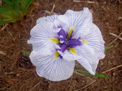  Picture of the JI iris AZUMA KAGAMI