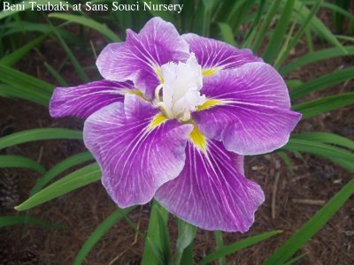  Picture of the JI iris BENI TSUBAKI