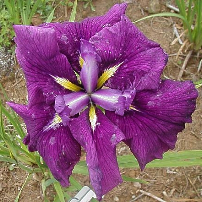  Picture of the JI iris CAPANEUS