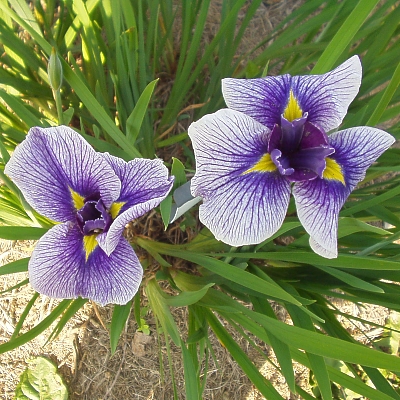 Japanese Iris Fairy Carillon with bud