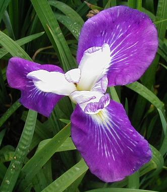 Picture of the JI iris FOURFOLD MYSTERY