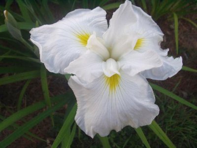  Picture of the JI iris GRAND ISLAND