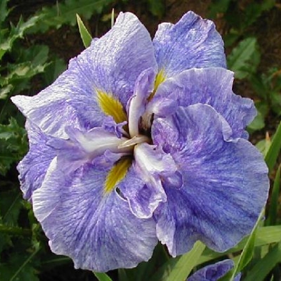  Picture of the JI iris JACIVA