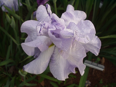  the JI iris KOSHUI NO ASA