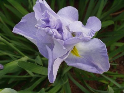 the JI iris KOSHUI NO ASA