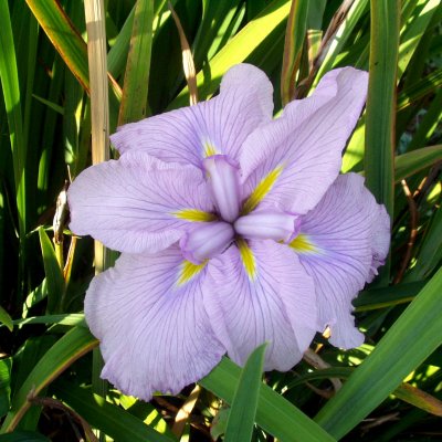  Picture of the JI iris MAGIC OPAL
