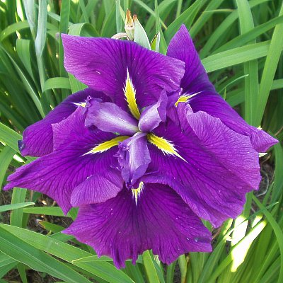  Picture of the JI iris MAGIC RUBY