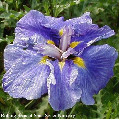 the JI iris ROLLING SEAS