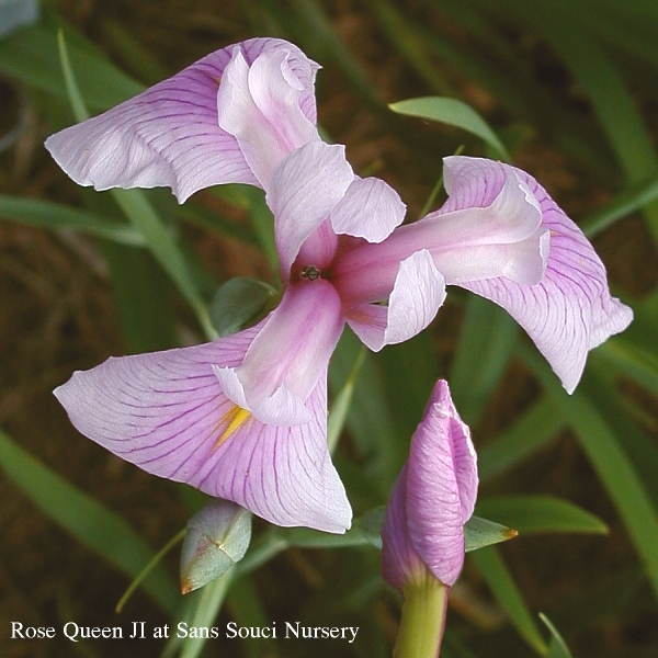  Picture of the JI iris ROSE QUEEN