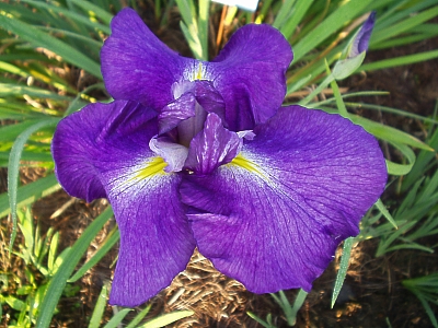  Picture of the JI iris SAKAE MURASAKI