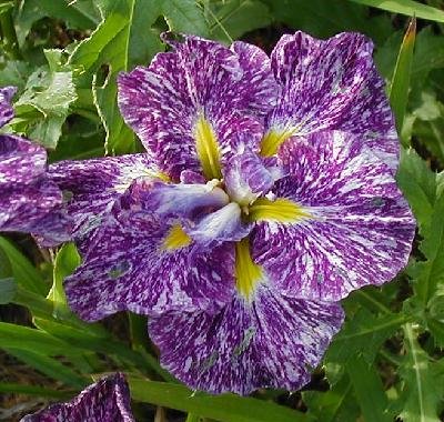  Picture of the JI iris YAEMOMIJI