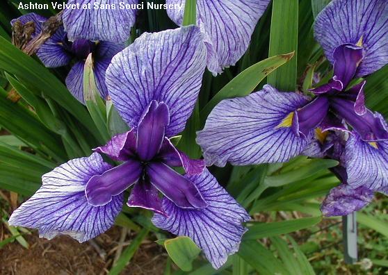  Picture of the JI iris ASHTON VELVET