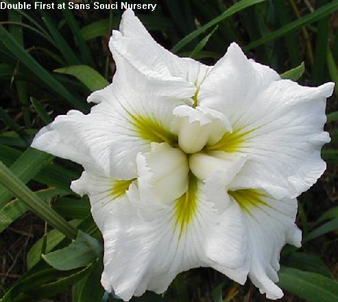  Picture of the JI iris DOUBLE FIRST