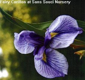 Japanese Iris Fairy Carillon