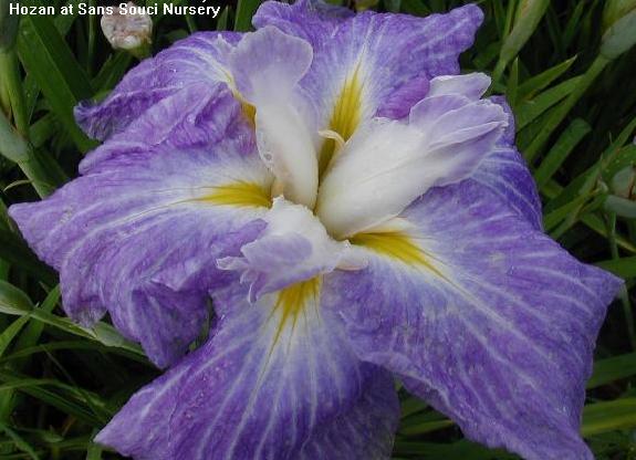  Picture of the JI iris HOZAN