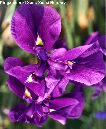  Picture of the JI iris KIRIGAMINE
