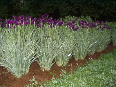  the JI iris SILVERBAND