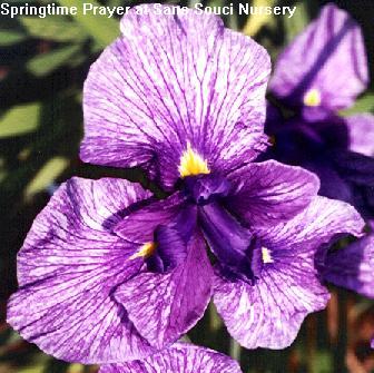  Picture of the JI iris SPRINGTIME PRAYER