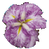 Iris Ackcountable