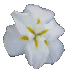 Iris Anytus