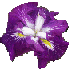Iris Asian Warrior