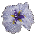 Iris Azuma Kagami