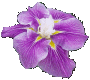 Iris Beni Tsubaki