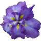 Iris Diomedes