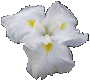 Iris Grand Island