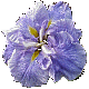 Iris Jaciva