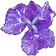 Iris Japanese Marble