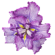 Iris Jocasta