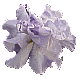 Iris Koshui No Asa
