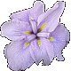 Iris Magic Opal