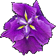 iris Magic Ruby