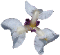 Iris Mache Musune
