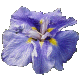 Iris Rolling Seas