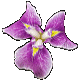 Iris Saru Odori