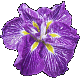 iris Tage Sode