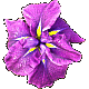 Iris Wine Ruffles