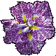 iris Yaemomiji