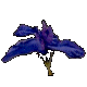 Iris Bellender Blue