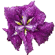 iris Magic Ruby