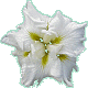iris Double First
