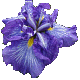 Iris Electric Rays