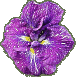 iris Epimetheus